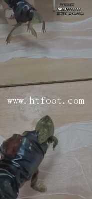 pttpnfcegf3.jpg