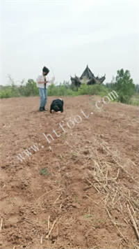 035207mbll19me999ei010.jpg
