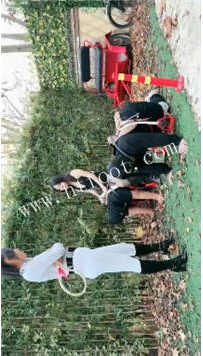 TL51504 红焱】骑马比赛28分钟