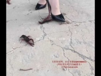 31331  【CactusHeelStudio】宝儿气质美女职业裙装12cm黑高肉丝践踏小龙虾
