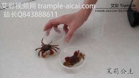 13197 茉莉用鞋跟卸掉螃蟹钳子 踩粉碎