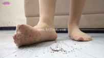 30731  Angelia AntsCricket