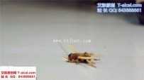 23175 婧児LILIS全语言 双S 丝袜高跟凉鞋CR蟋蟀龙虾！