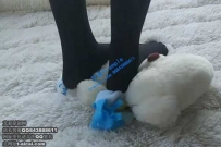17252 裸足、棉袜、黑丝踩小熊